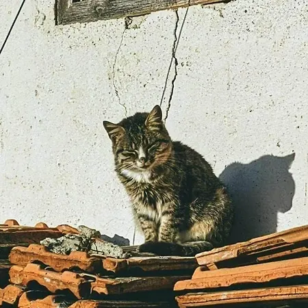 House In The Middle Of A Quiet Bosnian Village 公寓 *