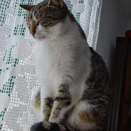 House In The Middle Of A Quiet Bosnian Village 公寓 *